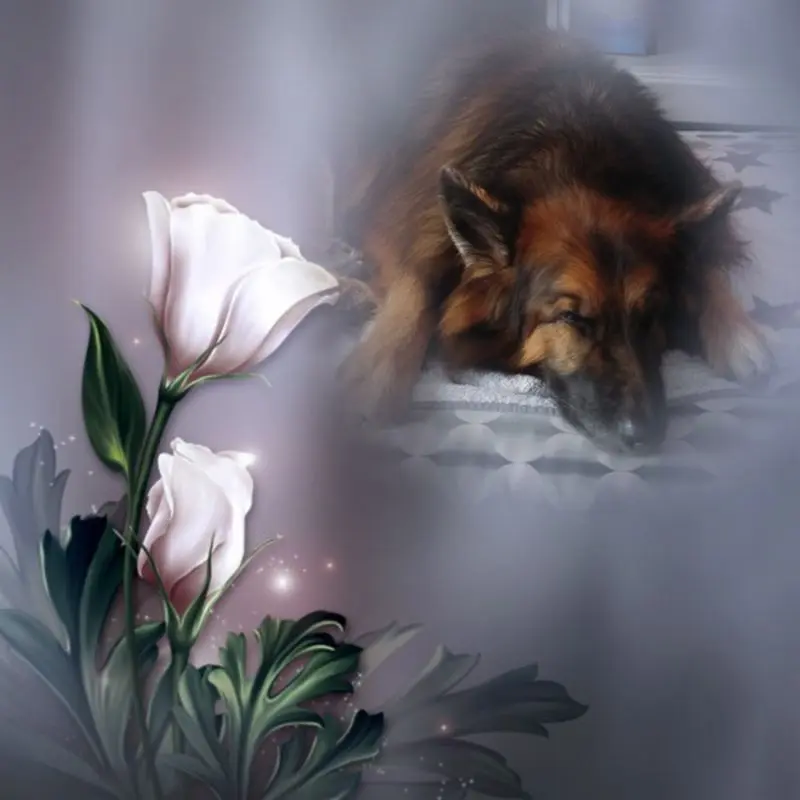 Condolence image of Dobrej Nocki Ukochany Misieńku❤️❤️❤️