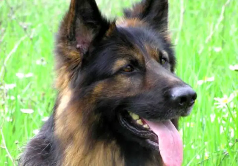 Condolence image of Tanja mit Timmy im Herzen