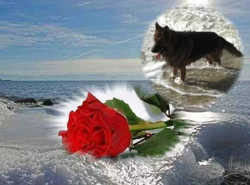 Condolence image of Dzień Dobry mój Ukochany❤️❤️❤️Misieńku❤️❤️❤️