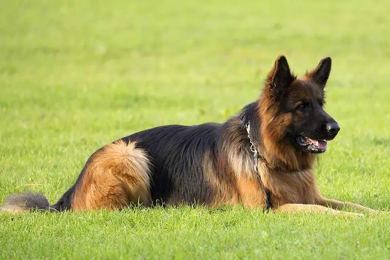 Condolence image of Tanja mit Timmy im Herzen