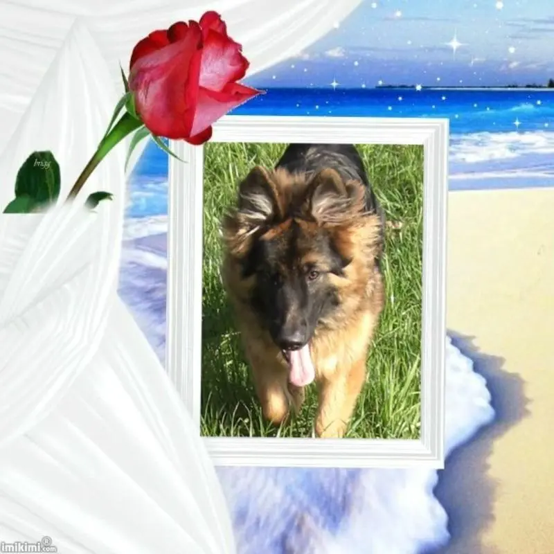 Condolence image of Mój Misiulek❤❤❤
