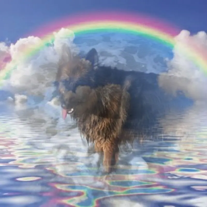 Condolence image of Dobry Wieczór❤️❤️❤️mój Misieńku❤️❤️❤️