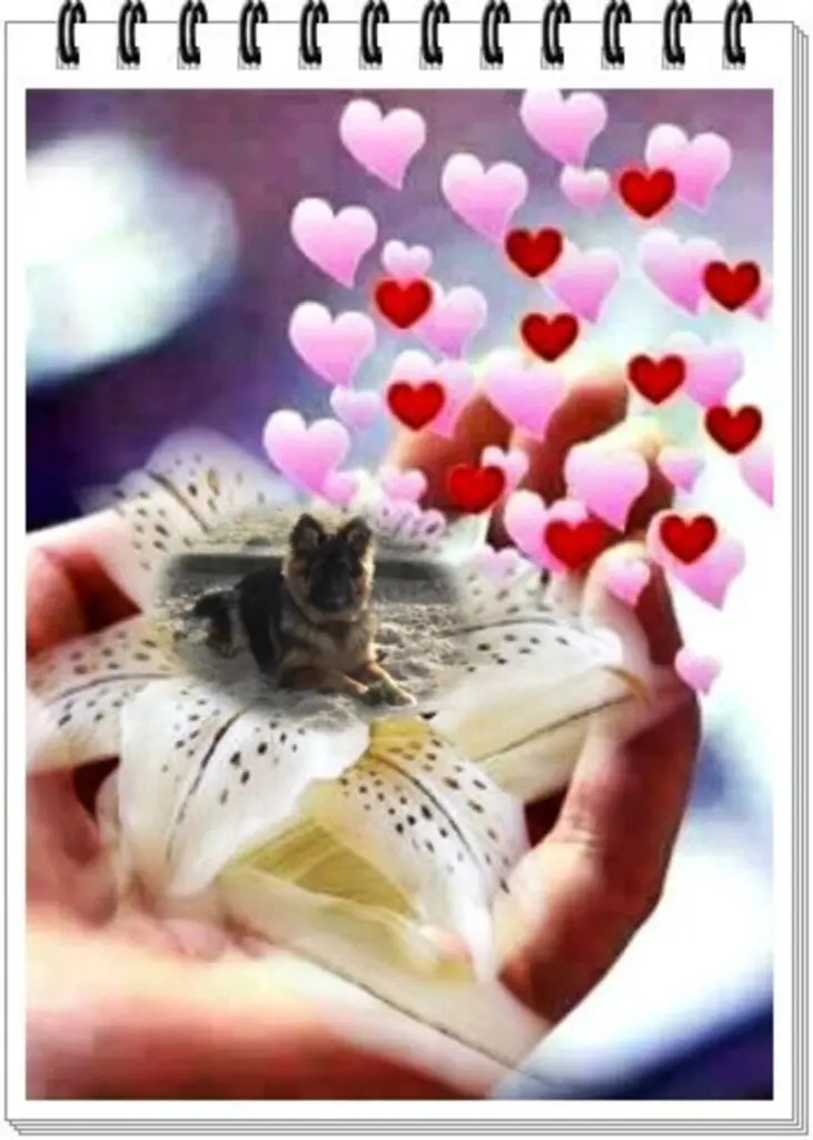 Condolence image of Dzień Dobry mój Ukochany❤️❤️❤️Misieńku❤️❤️❤️