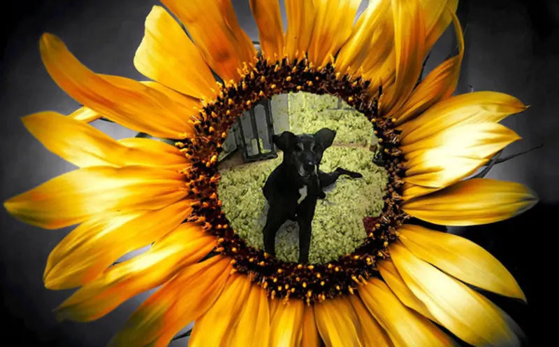Condolence image of Unbekannt