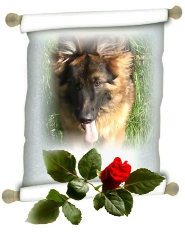 Condolence image of Dzień Dobry mój Ukochany❤️❤️❤️Misieńku❤️❤️❤️