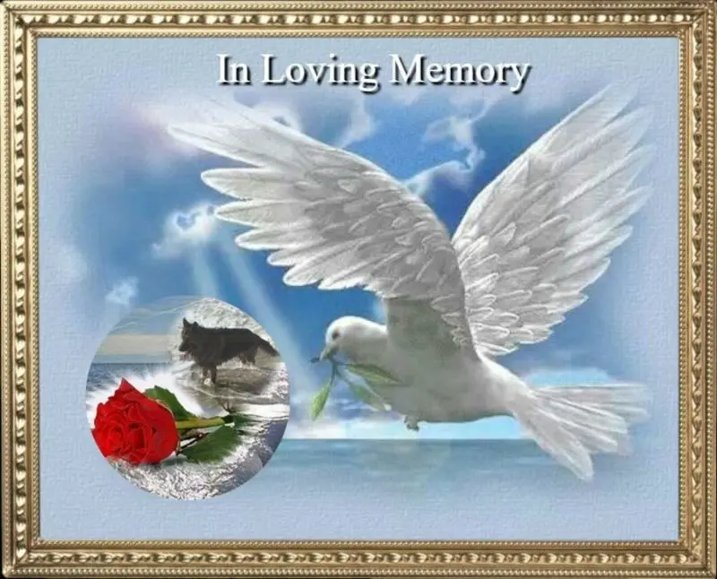 Condolence image of 40 Miesięcy❤️❤️❤️❤️❤️❤️❤️❤️❤️❤️