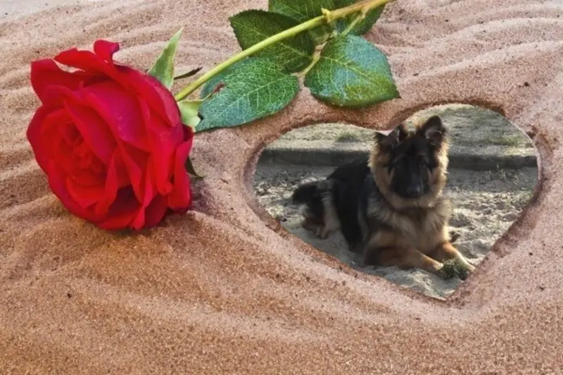 Condolence image of Dzień Dobry mój Ukochany❤️❤️❤️Misieńku❤️❤️❤️