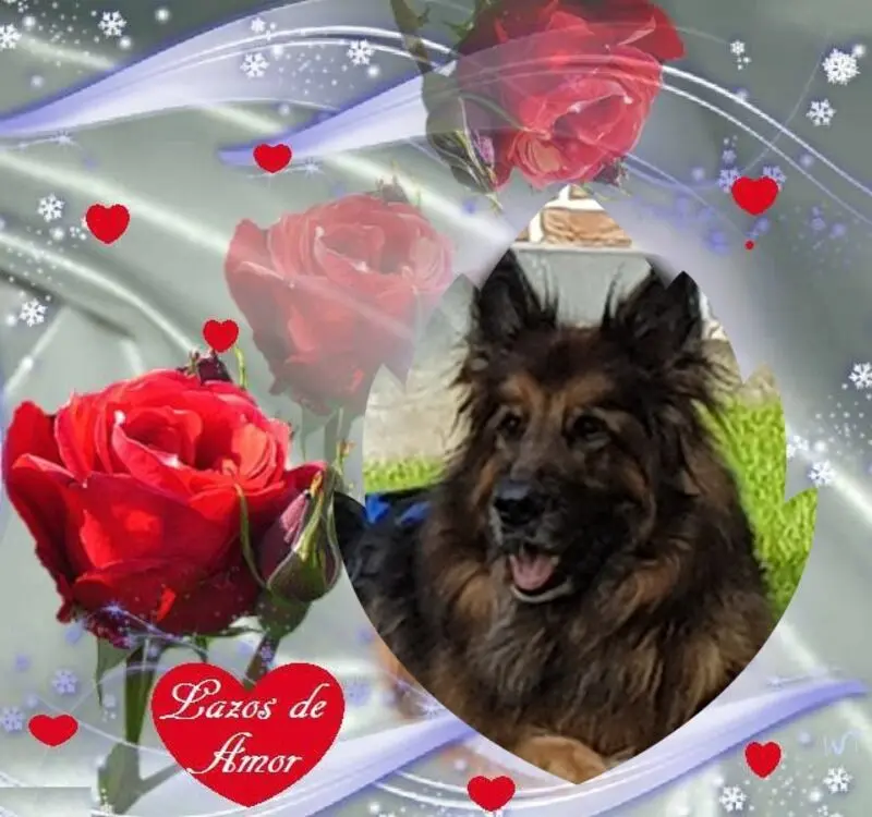 Condolence image of Dzień Dobry mój Ukochany❤️❤️❤️Misieńku❤️❤️❤️
