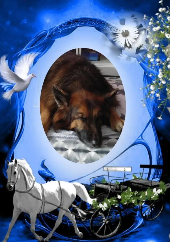 Condolence image of Dobrej Nocki Ukochany Misieńku❤️❤️❤️