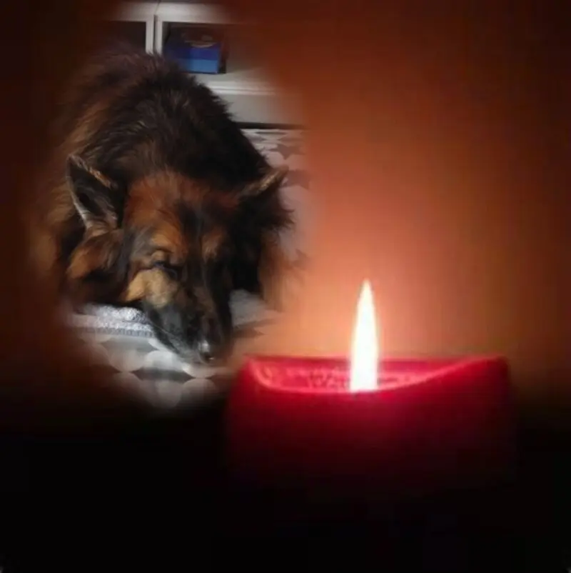 Condolence image of Dobrej Nocki Ukochany Misieńku❤️❤️❤️