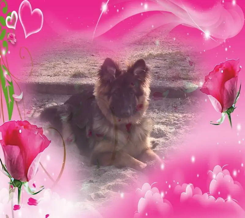 Condolence image of Dzień Dobry mój Ukochany❤️❤️❤️Misieńku❤️❤️❤️