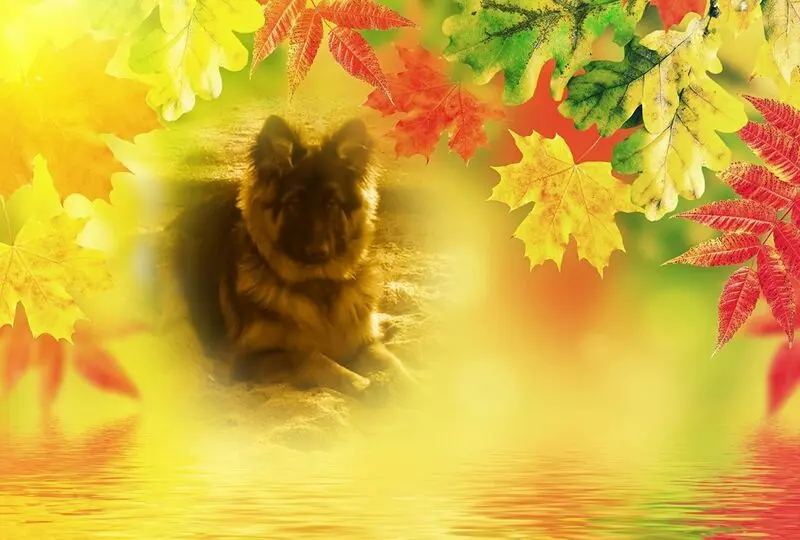 Condolence image of Mój Misiulek❤❤❤