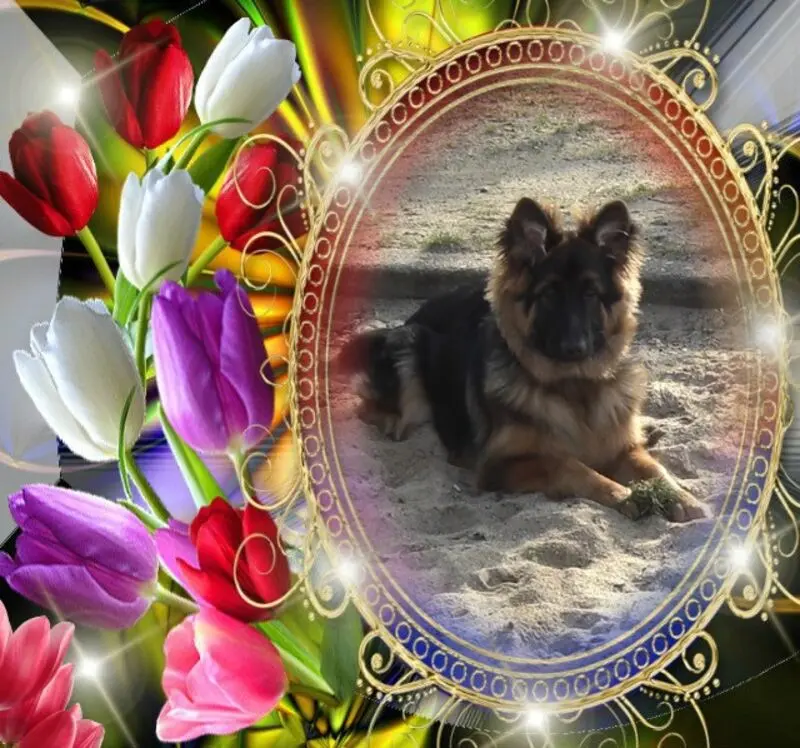 Condolence image of Dzień Dobry mój Ukochany❤️❤️❤️Misieńku❤️❤️❤️