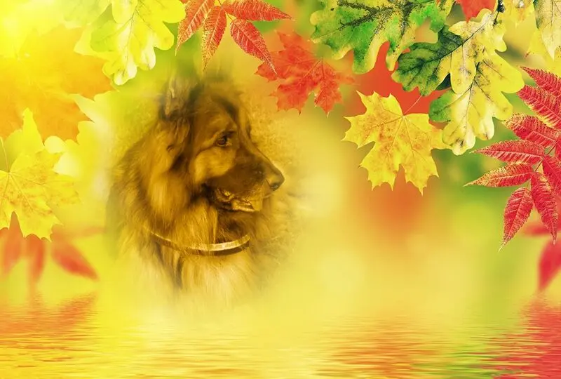 Condolence image of Dzień Dobry mój Ukochany❤️❤️❤️Misieńku❤️❤️❤️