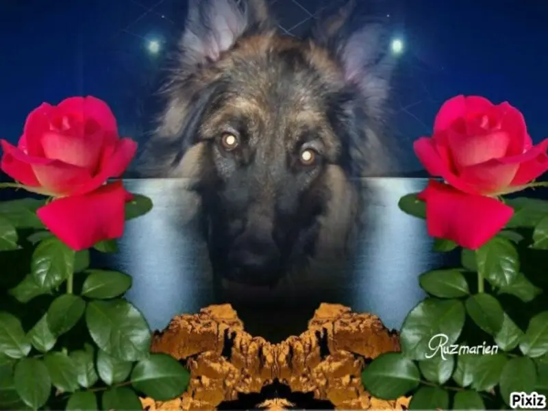 Condolence image of Sternchenpost ⭐