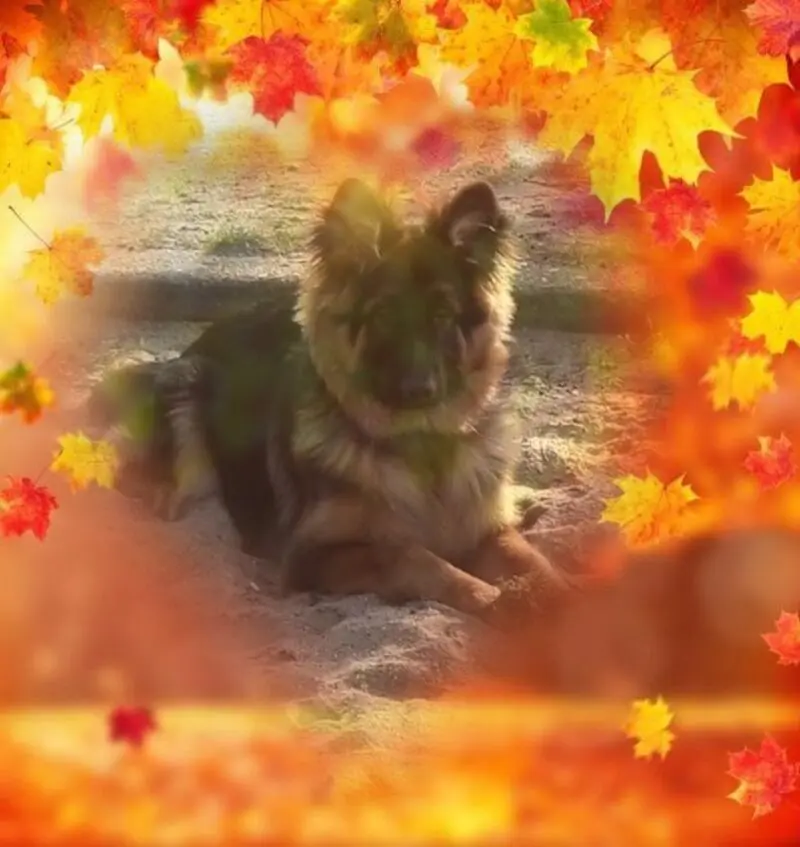 Condolence image of Dzień Dobry mój Ukochany❤️❤️❤️Misieńku❤️❤️❤️