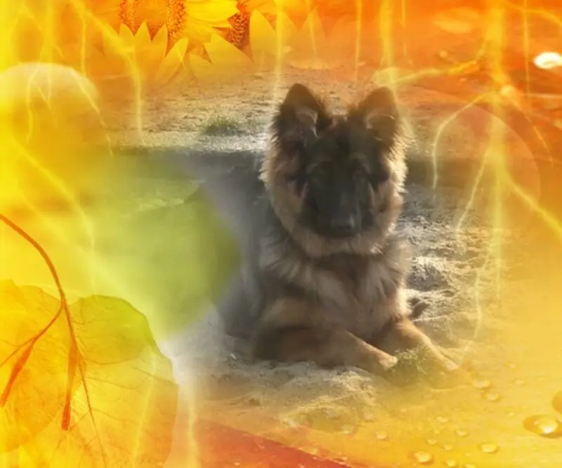 Condolence image of Dzień Dobry mój Ukochany❤️❤️❤️Misieńku❤️❤️❤️