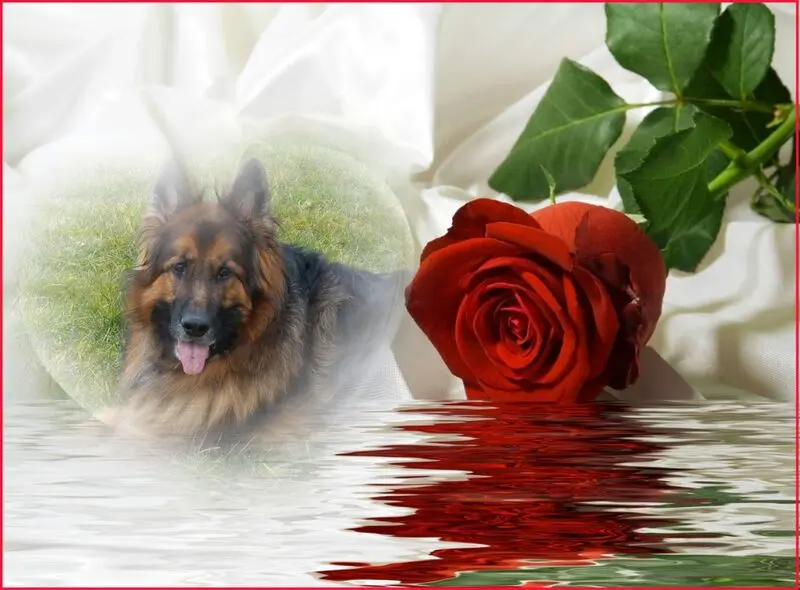 Condolence image of Sonntags❤️Sternchen❤️❤️❤️❤️
