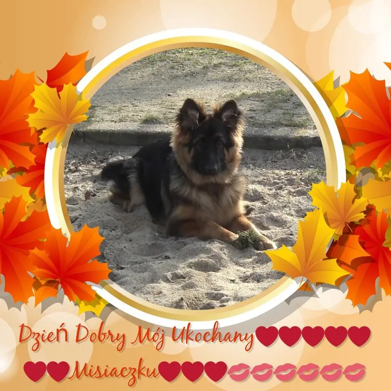 Condolence image of Dzień Dobry mój Ukochany❤️❤️❤️Misieńku❤️❤️❤️