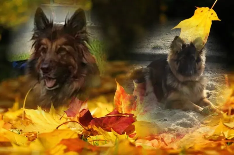 Condolence image of Dzień Dobry mój Ukochany❤️❤️❤️Misieńku❤️❤️❤️