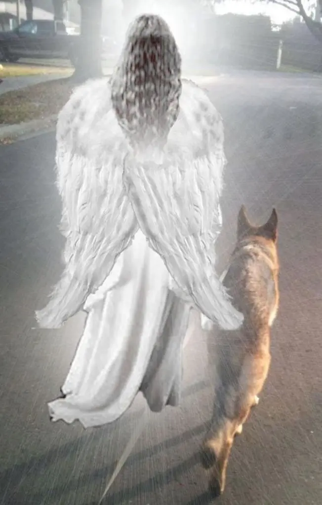 Condolence image of Katrin und Katzi im ❤️