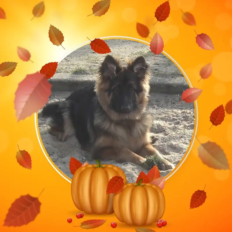 Condolence image of Dzień Dobry mój Ukochany❤️❤️❤️Misieńku❤️❤️❤️