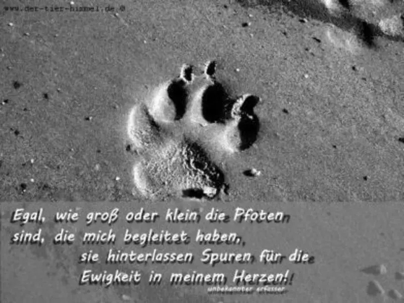 Condolence image of Für Misiu und Mama Klaudia ♥️