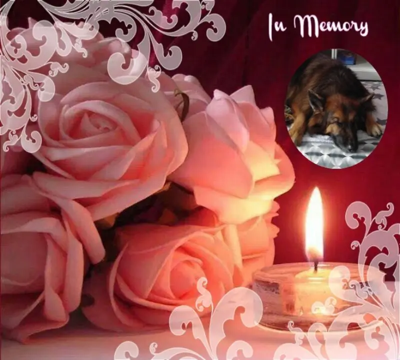 Condolence image of ❤️❤️❤️❤️❤️❤️❤️❤️❤️❤️❤️❤️❤️❤️