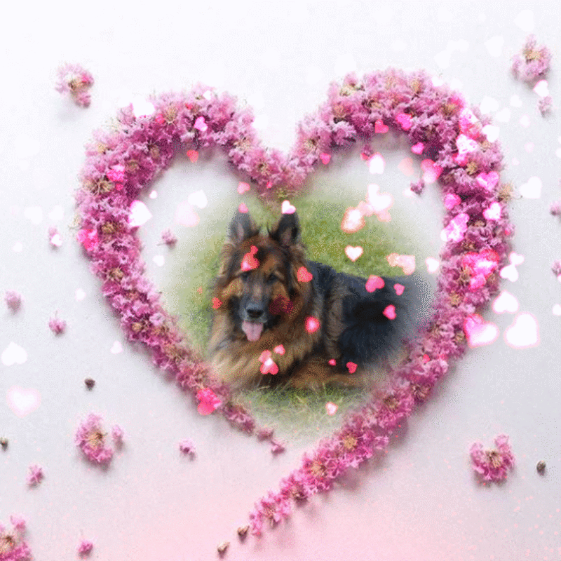 Condolence image of ❤️❤️❤️❤️❤️❤️❤️❤️❤️❤️❤️❤️❤️❤️