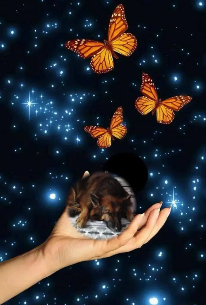 Condolence image of Dobrej Nocki Ukochany Misieńku❤️❤️❤️
