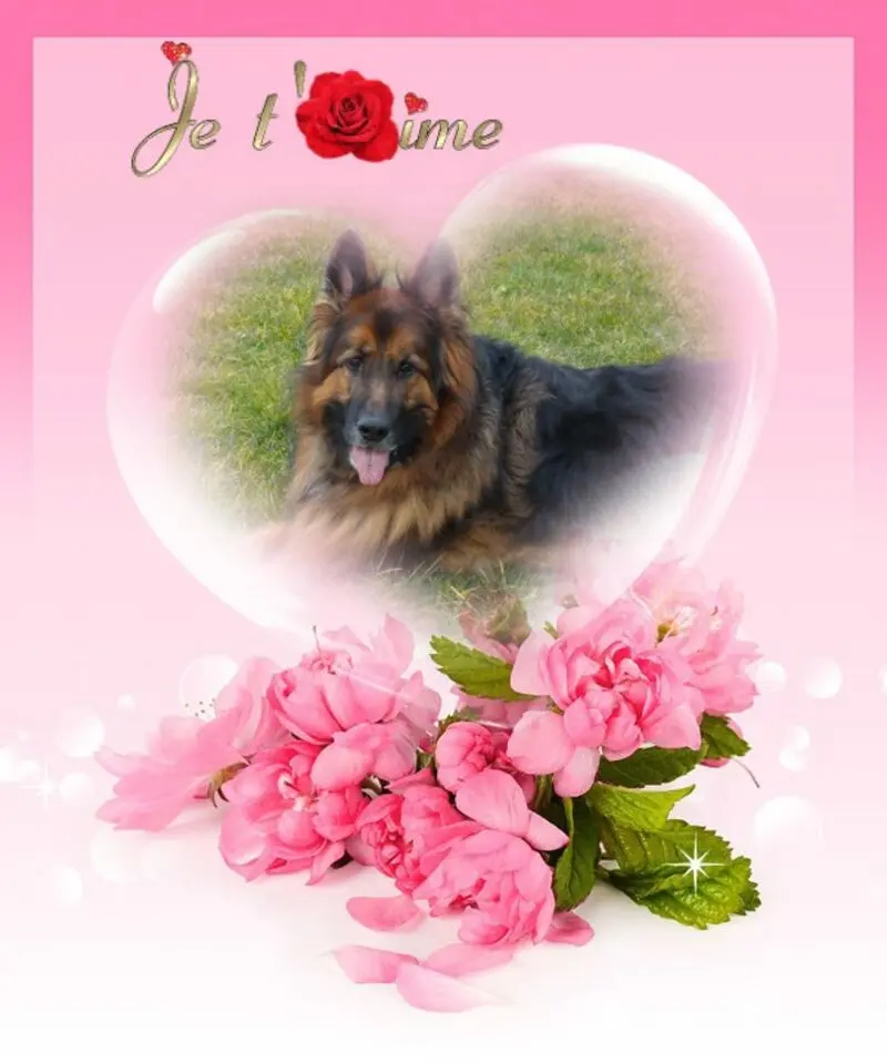Condolence image of Dobry Wieczór❤️❤️❤️mój Misieńku❤️❤️❤️