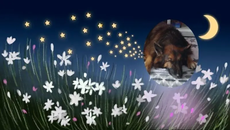 Condolence image of Dobrej Nocki Ukochany Misieńku❤️❤️❤️