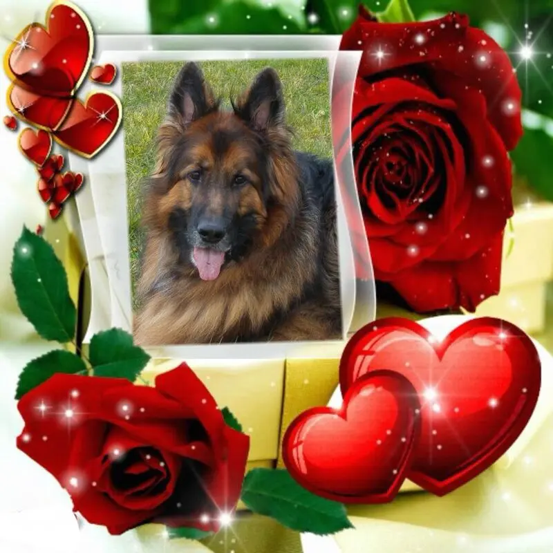 Condolence image of Dzień Dobry mój Ukochany❤️❤️❤️Misieńku❤️❤️❤️
