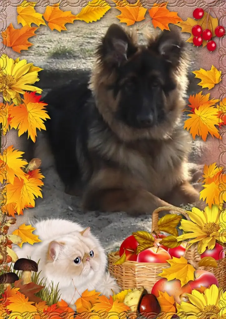 Condolence image of Dzień Dobry mój Ukochany❤️❤️❤️Misieńku❤️❤️❤️