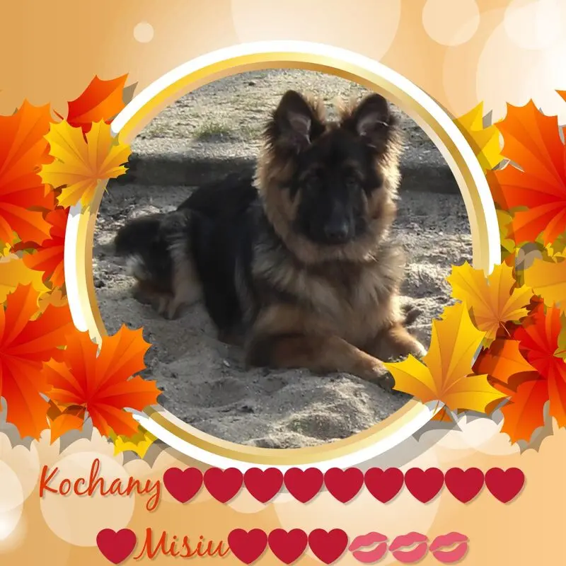 Condolence image of Dzień Dobry mój Ukochany❤️❤️❤️Misieńku❤️❤️❤️