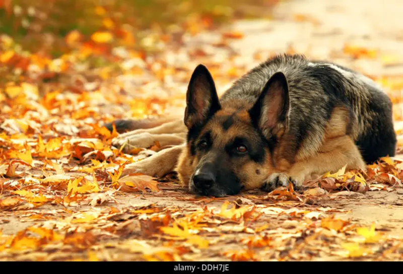 Condolence image of Tanja mit Timmy im Herzen