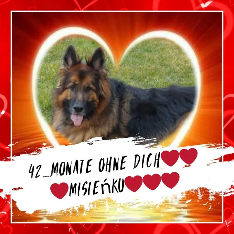 Condolence image of Dzień Dobry mój Ukochany❤️❤️❤️Misieńku❤️❤️❤️