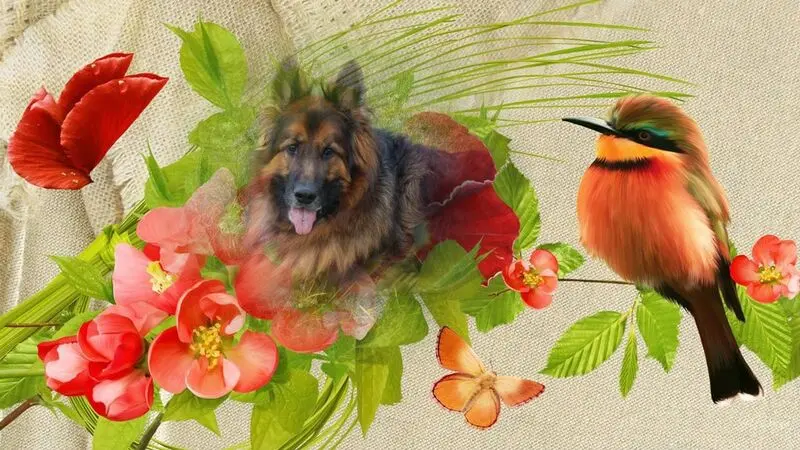 Condolence image of Meine Sonntags❤️Sternchen❤️