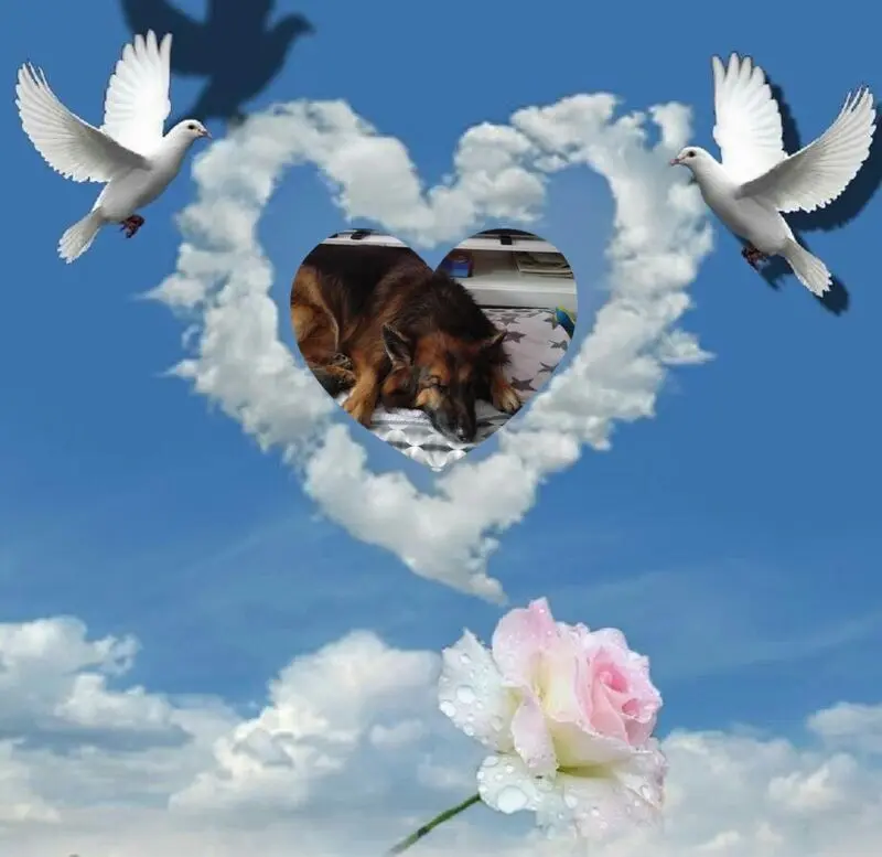 Condolence image of Dobrej Nocki Ukochany Misieńku❤️❤️❤️