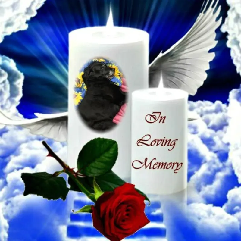 Condolence image of Mój Misiulek❤❤❤