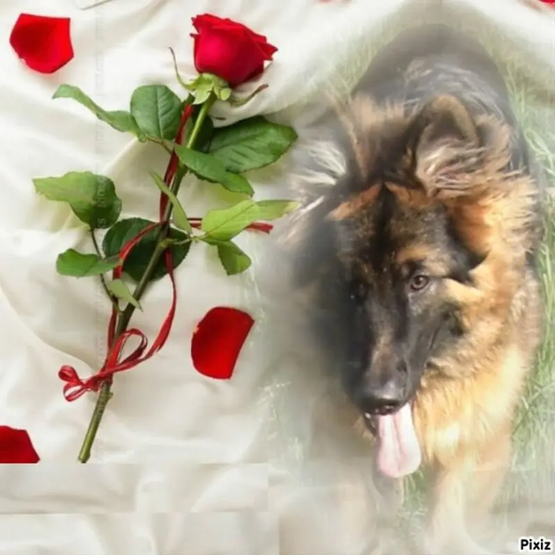 Condolence image of Dzień Dobry mój Ukochany❤️❤️❤️Misieńku❤️❤️❤️