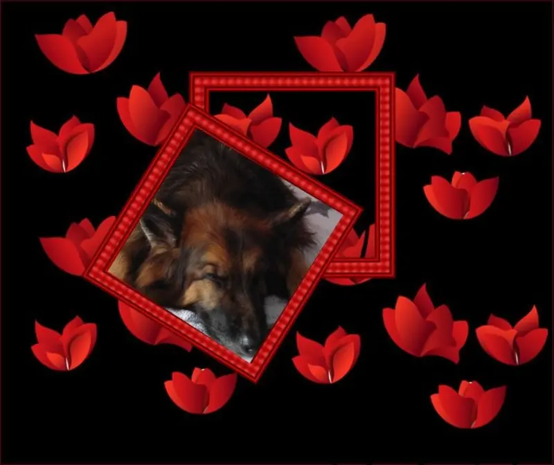 Condolence image of Dobrej Nocki❤️❤️❤️mój Ukochany❤️❤️❤️❤️❤️❤️❤️Misieńku❤️❤️❤️