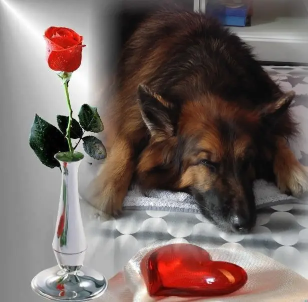 Condolence image of Dobrej Nocki❤️❤️❤️mój Ukochany❤️❤️❤️❤️❤️❤️❤️Misieńku❤️❤️❤️