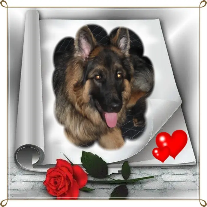 Condolence image of Kochany❤️❤️❤️❤️❤️❤️❤️❤️❤️❤️❤️Misiu❤️❤️❤️