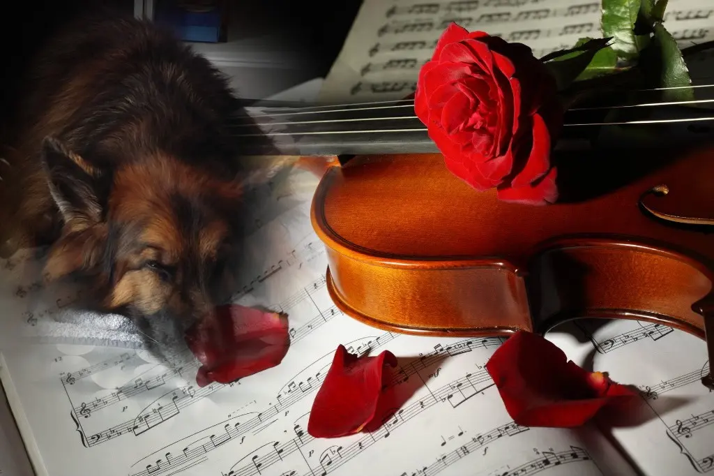 Condolence image of Dobrej Nocki❤️❤️❤️mój Ukochany❤️❤️❤️❤️❤️❤️❤️Misieńku❤️❤️❤️