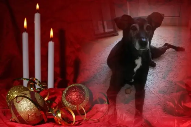 Condolence image of Fur Unsere Liebste❤️❤️❤️❤️❤️❤️Cellylein❤️