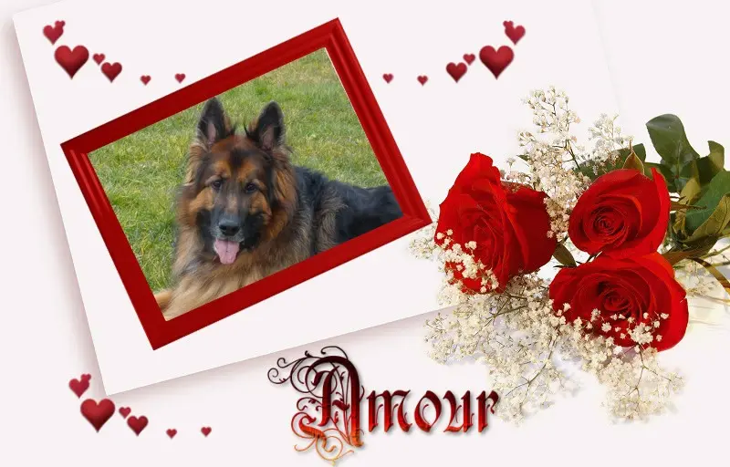 Condolence image of Dobry wieczór❤️❤️❤️mój Ukochany❤️❤️❤️❤️❤️❤️❤️❤️Misieńku❤️❤️❤️