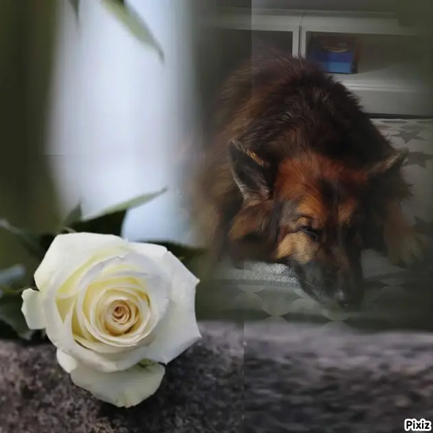 Condolence image of Dobrej Nocki❤️❤️❤️mój Ukochany❤️❤️❤️❤️❤️❤️❤️Misieńku❤️❤️❤️