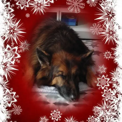 Condolence image of Dobrej Nocki❤️❤️❤️mój Ukochany❤️❤️❤️❤️❤️❤️❤️Misieńku❤️❤️❤️