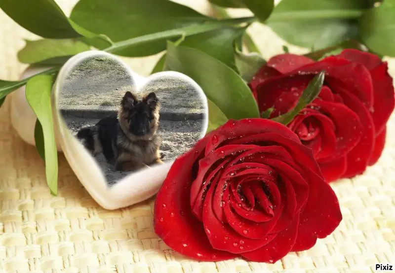 Condolence image of Dzień Dobry❤️❤️❤️mój Ukochany❤️❤️❤️❤️❤️Misieńku❤️❤️❤️